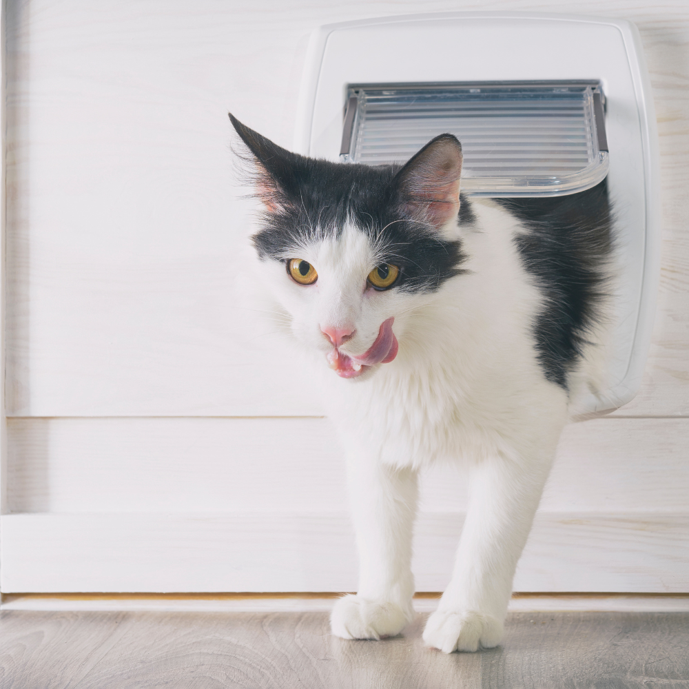 Er det nødvendig å installere katteluke i hjemmet ditt i Norge?