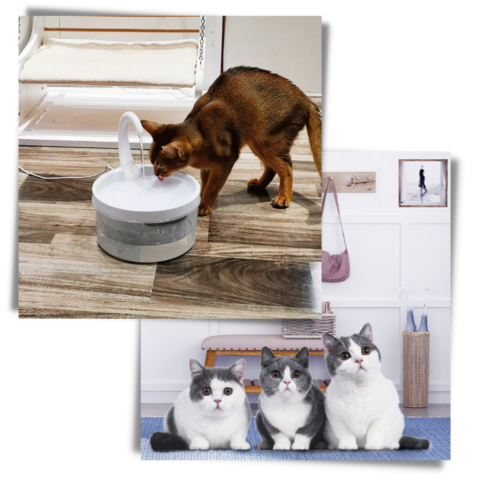 Automatisk vannfontene for katt med LED-lys - Ozerty