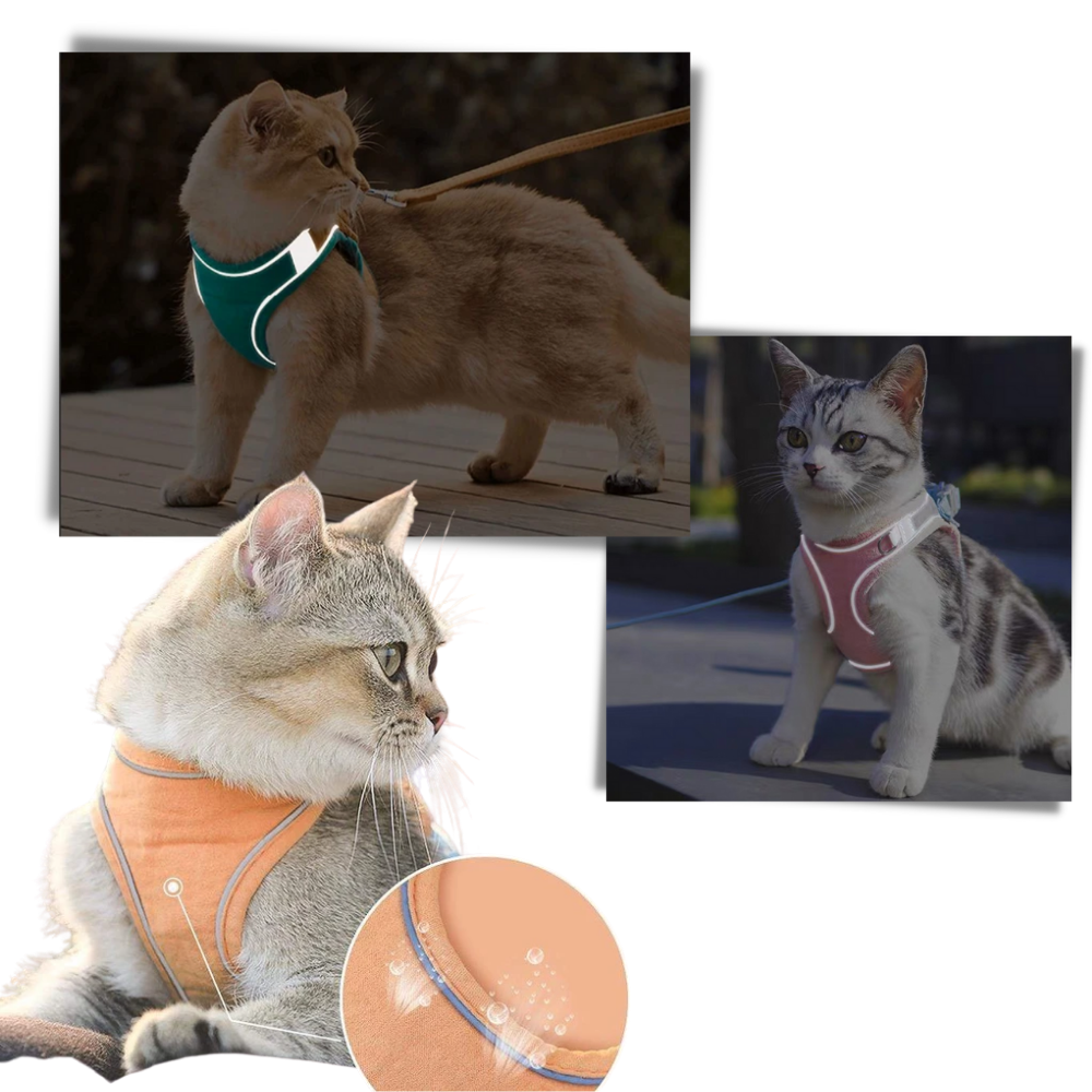 Sett med sele og bånd for kjæledyr - Ozerty