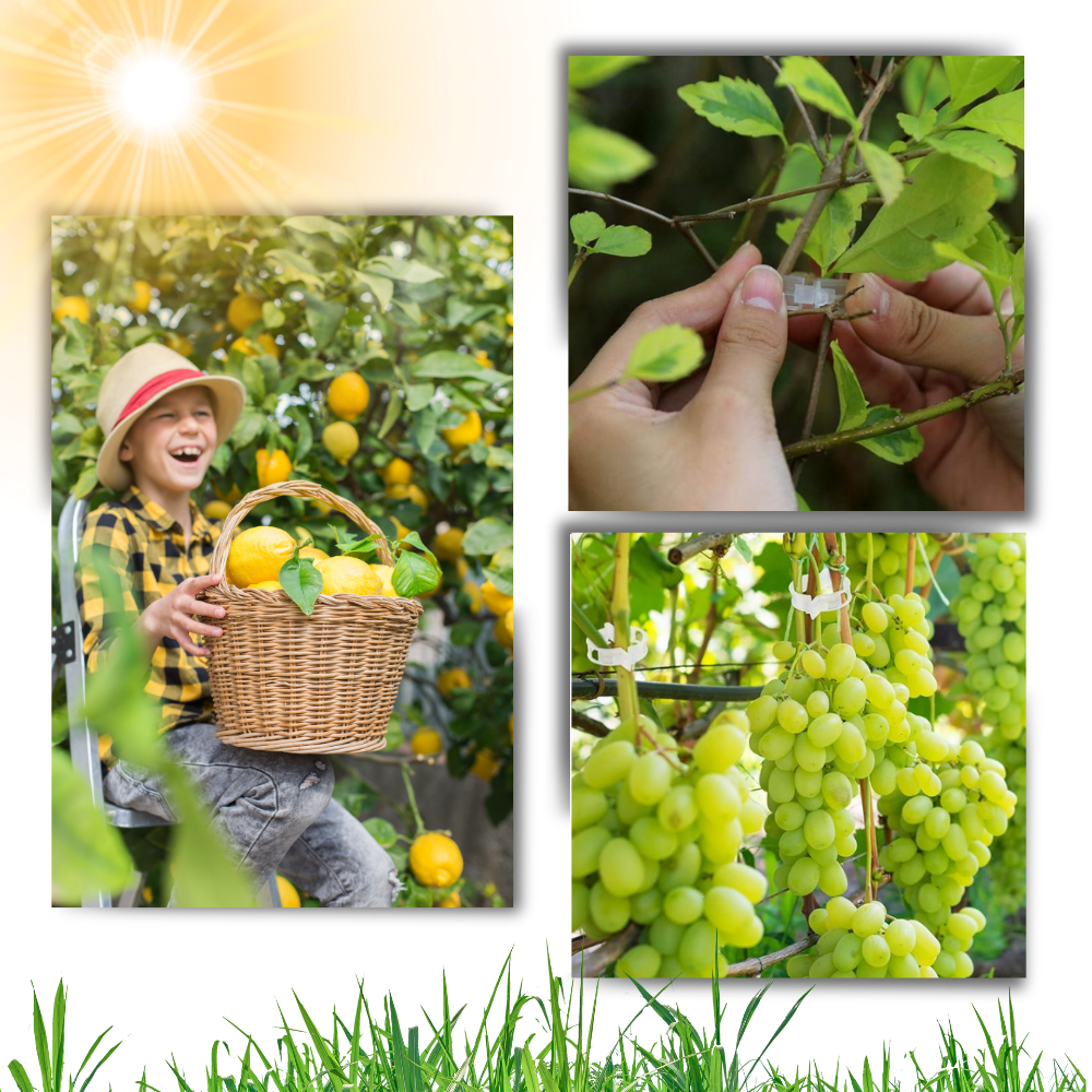 Enkel plantestøtte som klipses på
- Ozerty