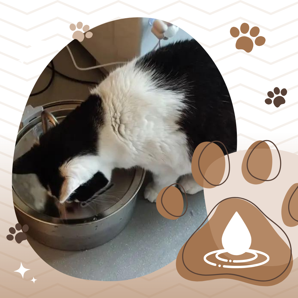 Drikkefontene for katter med stor kapasitet - Ozerty