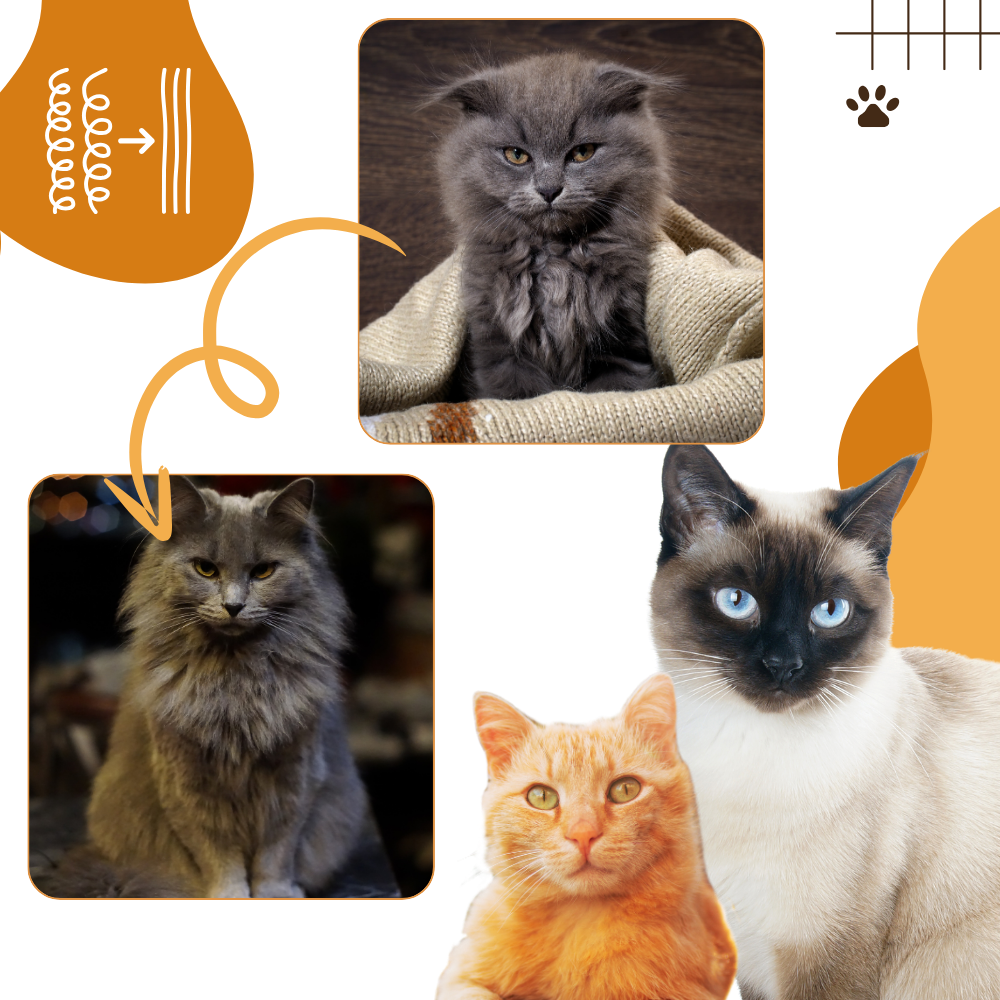 Multifunksjonell kattebørste
 - Ozerty