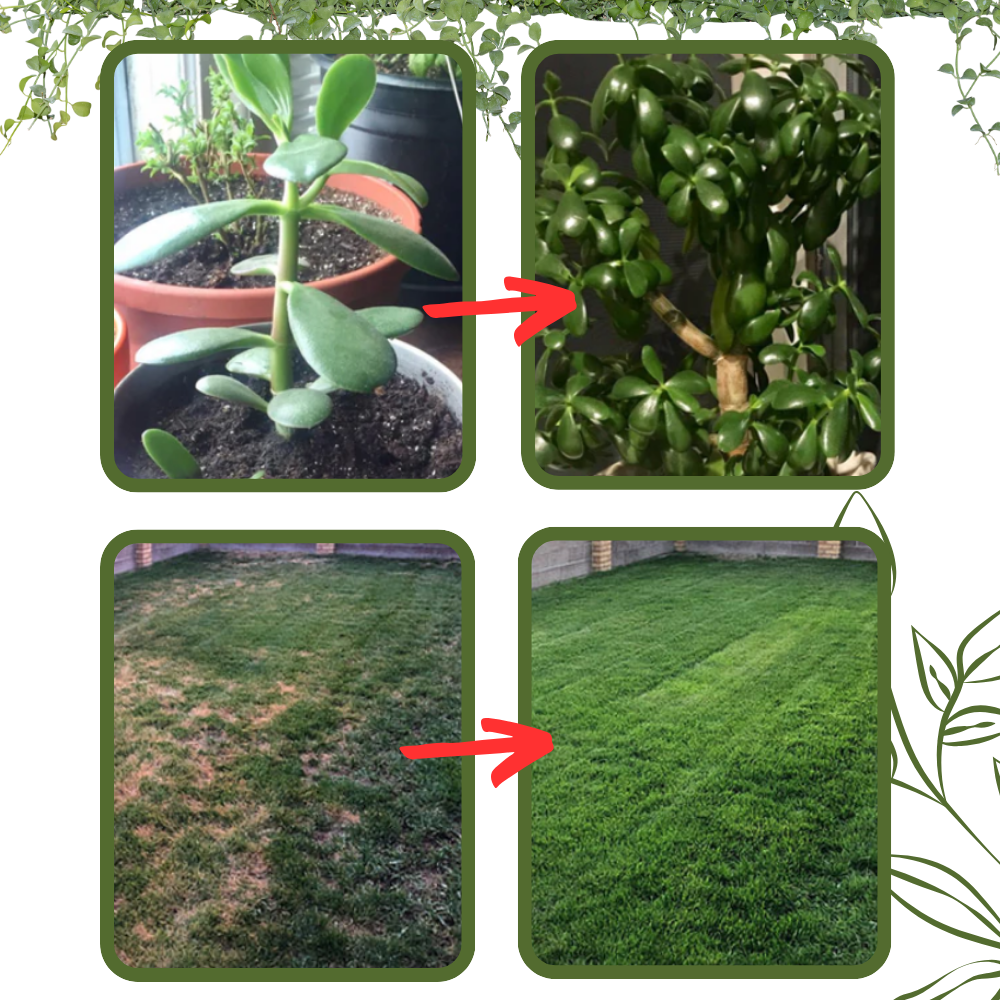 Organisk næringsaktiv jordaktivator - Ozerty