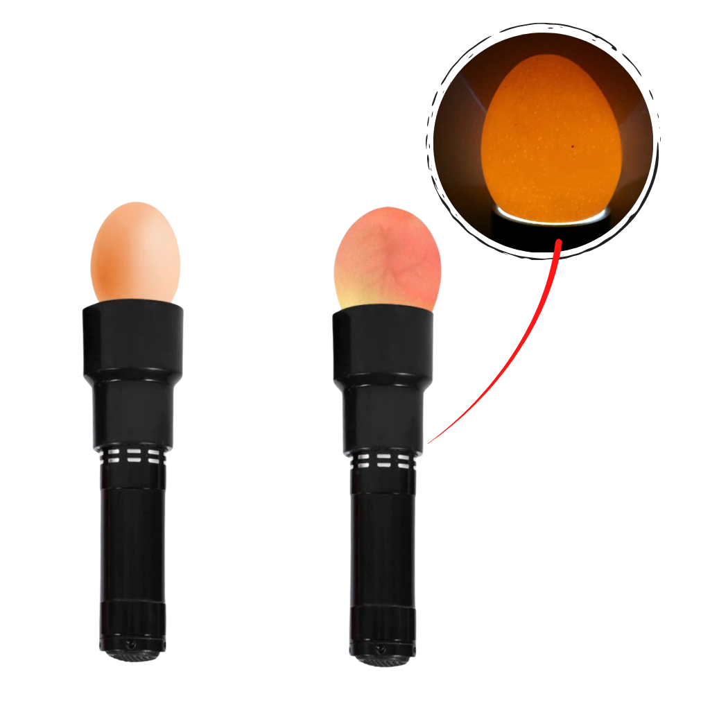 Egg taste