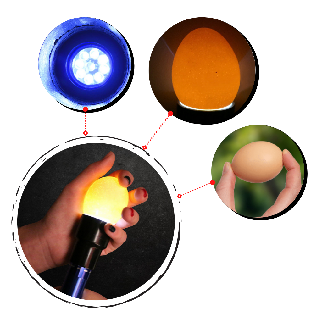 Egg taste