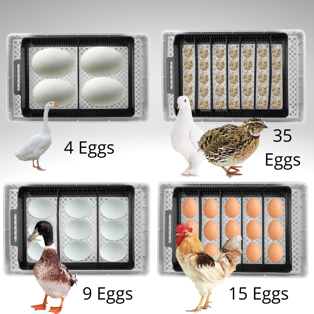 Digital automatisk egginkubator - Ozerty