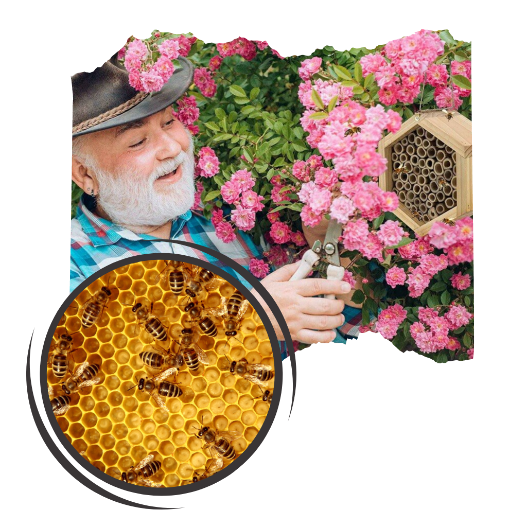 Sekskantet trehus til bier - Ozerty