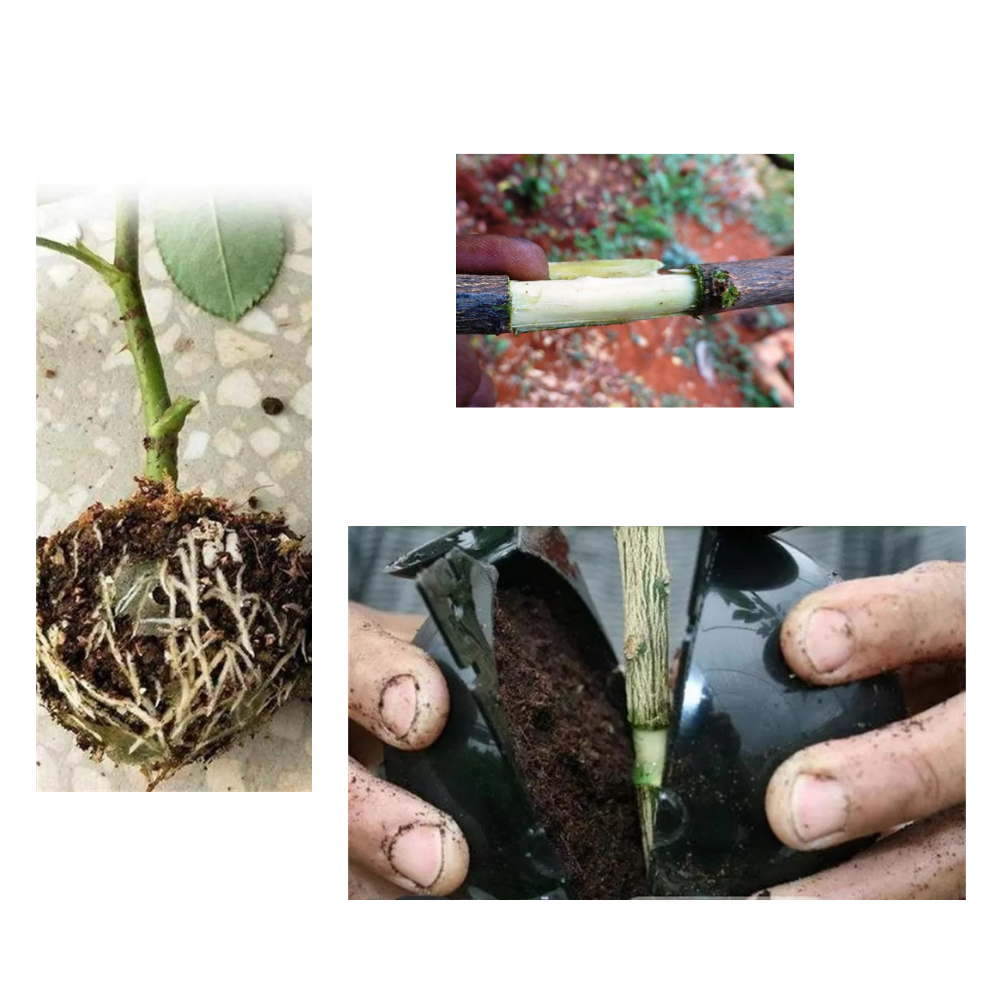 Pakke med 3 plantebokser med luftlag - Ozerty