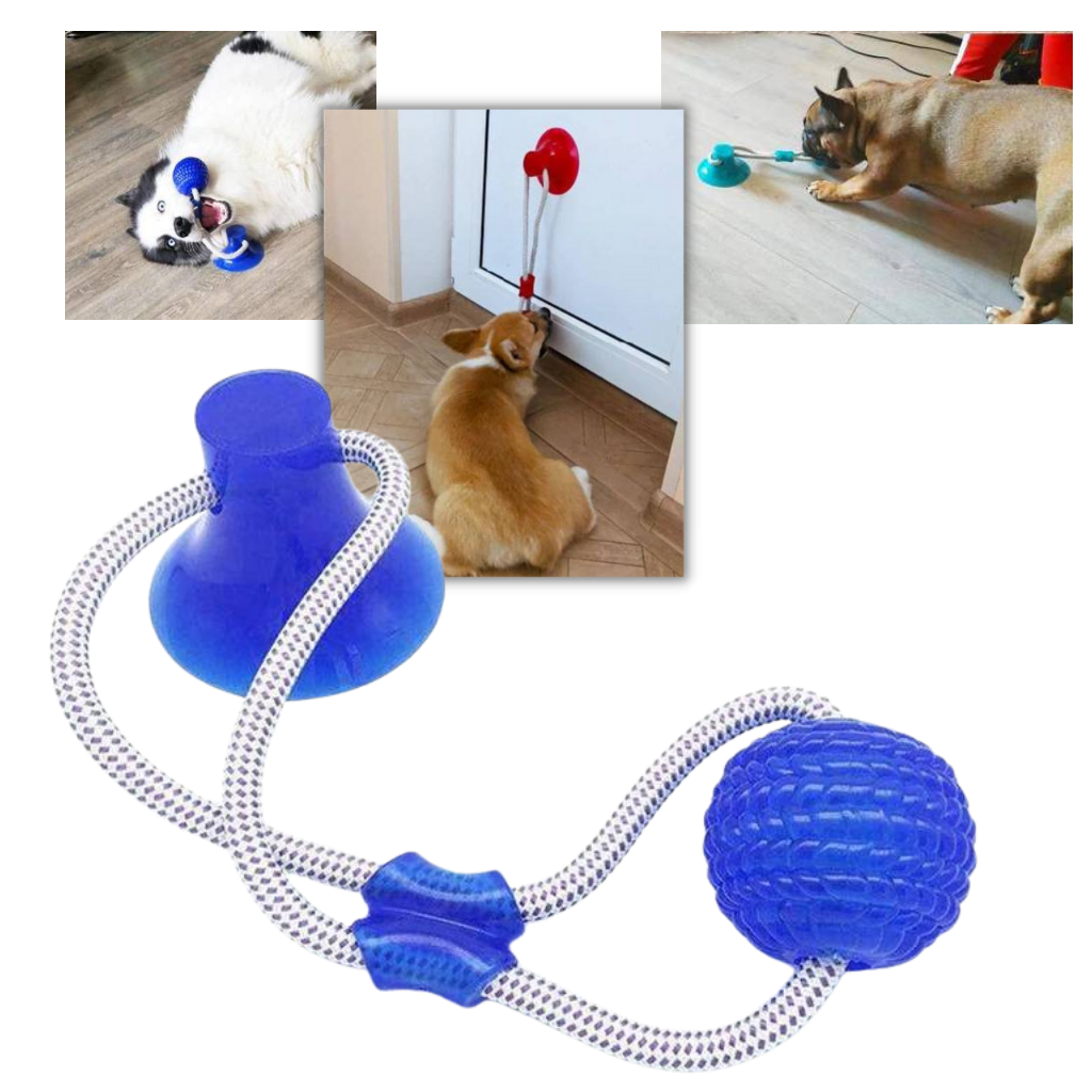 Ball hundeleke med sugekopp til hund - Ozerty