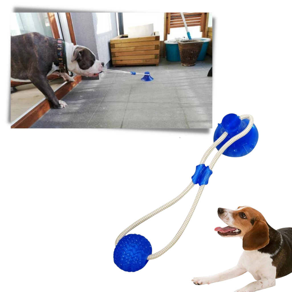 Ball hundeleke med sugekopp til hund - Ozerty