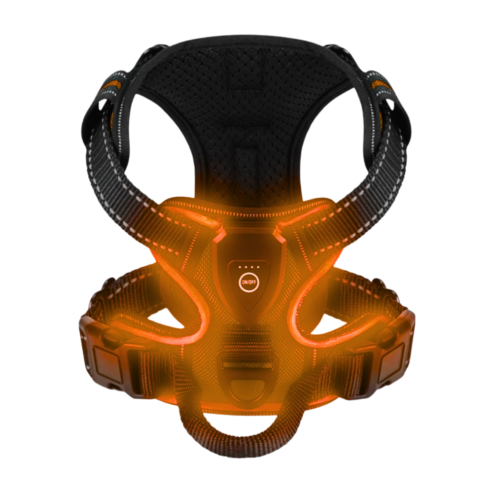 Blinkende LED-Hundesele