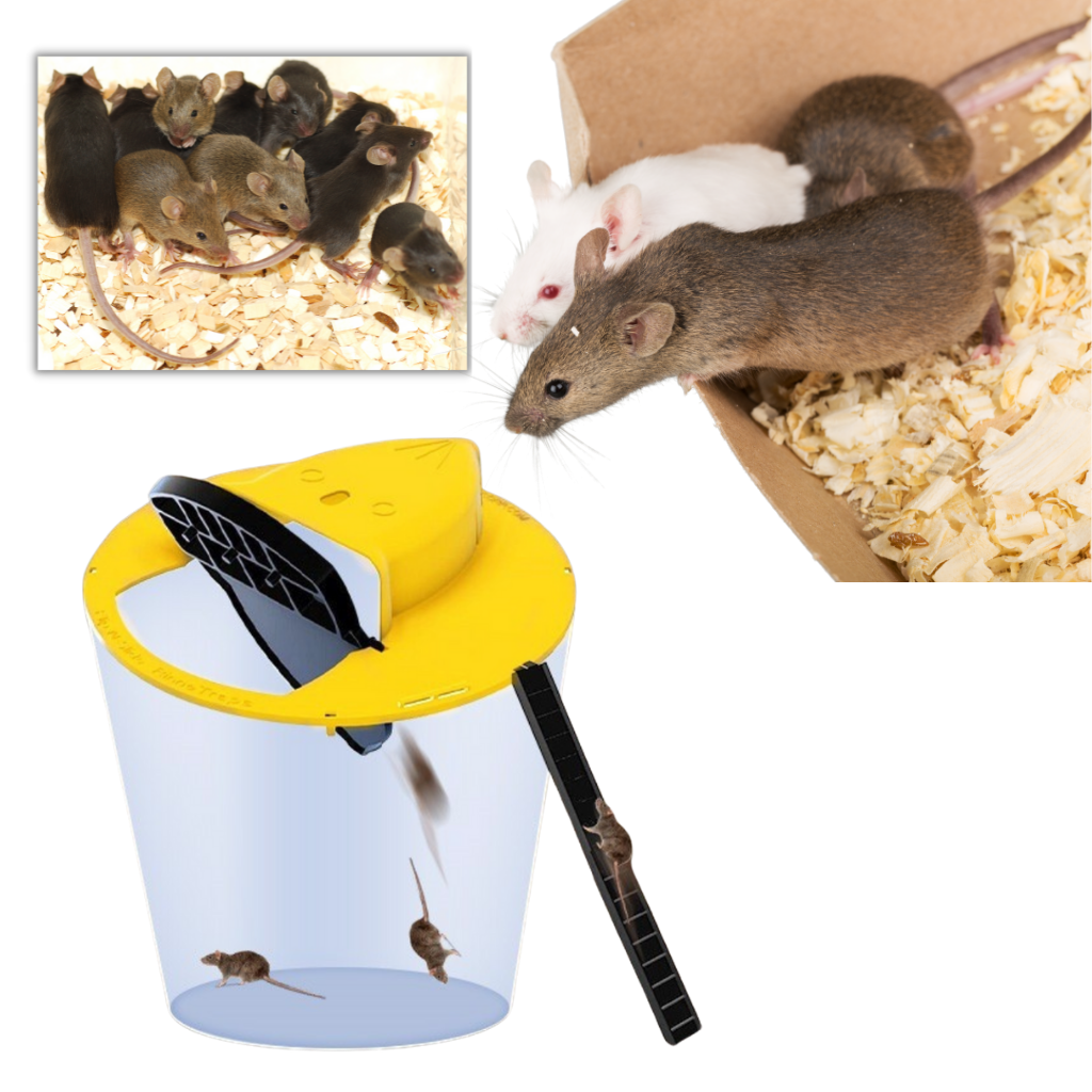 https://ozerty-norge.com/cdn/shop/products/Humane_Bucket_Rat_and_Mice_Trap_-_Catch_several_mice_at_a_time_57b5c210-38f3-4471-882a-c813fb0d545b_1024x.png?v=1639618221