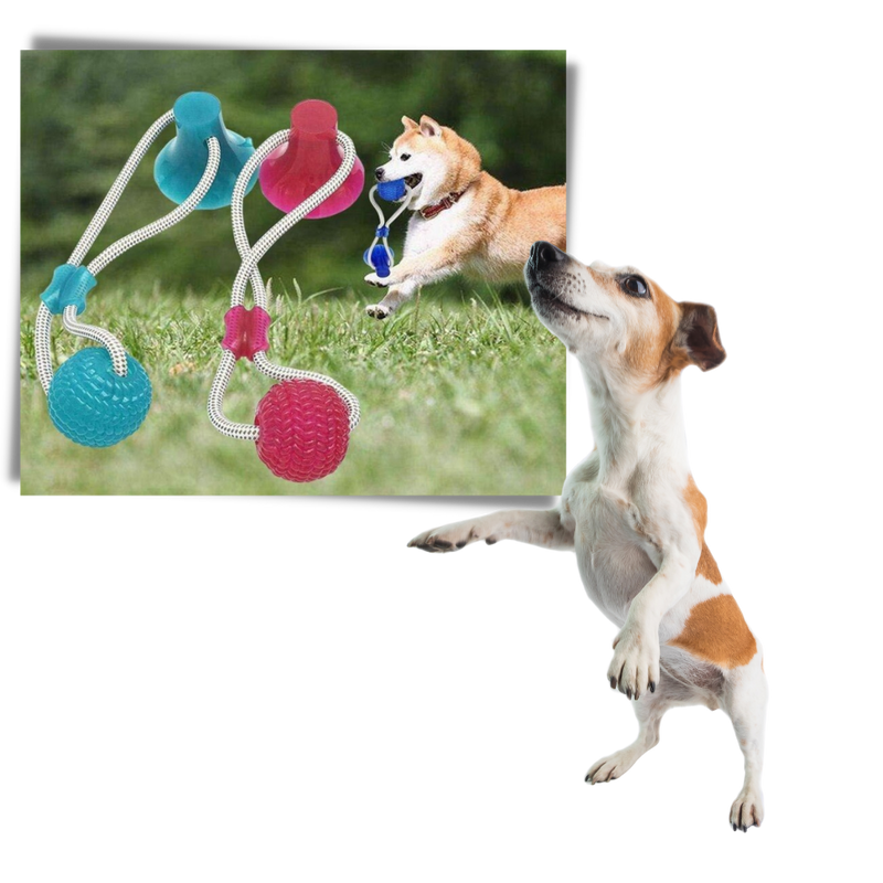 Ball hundeleke med sugekopp til hund - Ozerty